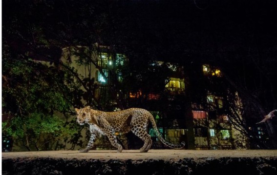 The calm presence of leopard near Sanjay Gandhi National Park